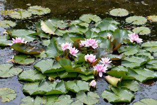 【ハスの花】